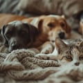 The Complete Guide For Getting Rid Of Pet Dander In Your Home