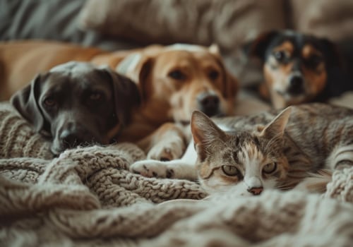 The Complete Guide For Getting Rid Of Pet Dander In Your Home